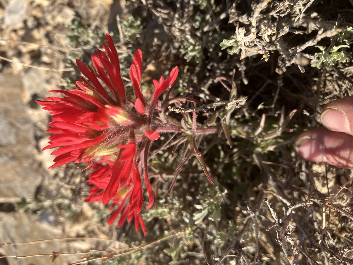 An ENLC team member collects native plant specimens in the field
