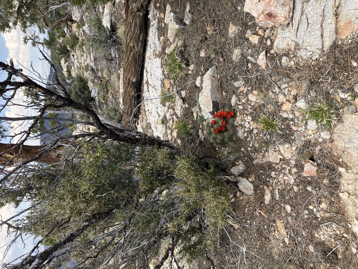 An ENLC AIM crew conducts a rangeland survey in the Great Basin